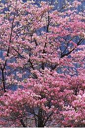 《猎杀：对决 1896》「怪诞马戏团」TGA预告 更新现已上线